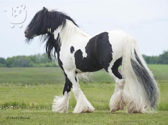 PoulaTo: άλογο τσιγγάνος με γραμμές αίματος πρωταθλητής